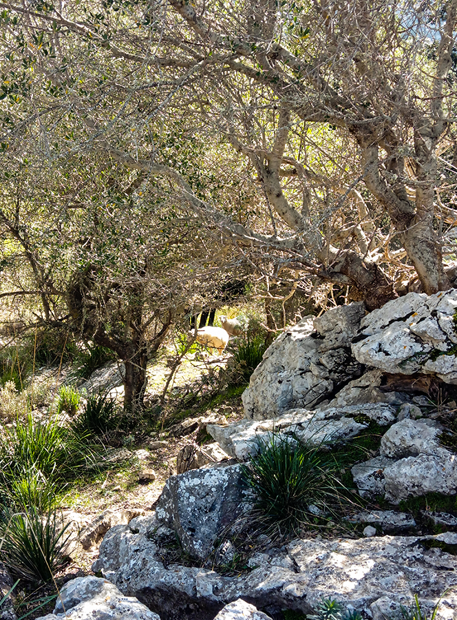 Mallorca Trail Run vom Cúber Stausee auf den Puig de lOfre in